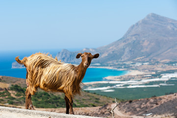 Ziege/Goat auf Kreta