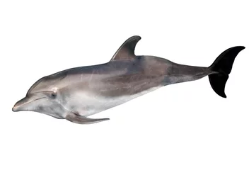 Afwasbaar Fotobehang Dolfijnen geïsoleerd op wit grijze doplhin