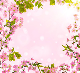 cherry-tree branches frame on pink