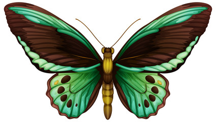 Common green birdwing