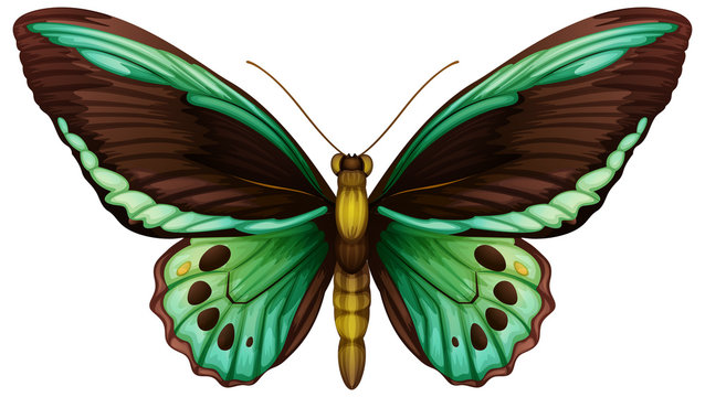 Common green birdwing