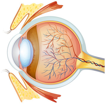 Human eye cross section