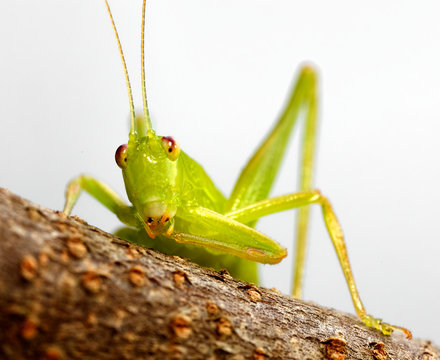 katydid preening