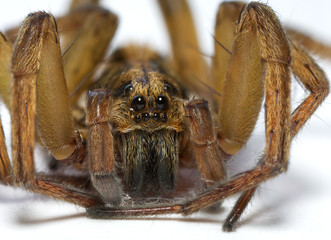 a closeup of a spider resting on a white surface