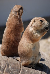 deux chiens de prairie en alerte