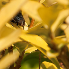 Peekaboo