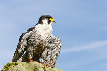 Peregrine Falcon