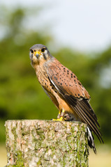 Kestrel on log