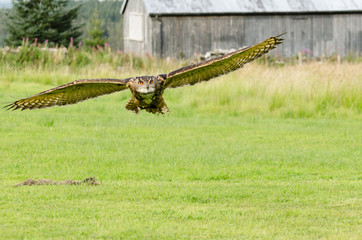 Eurasian Eagle Owl flying