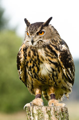 Eurasian Eagle Owl on log