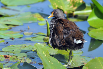 poule d'eau 3