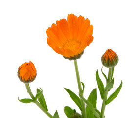 Naklejka premium Herb marigold calendula folk medicine isolated