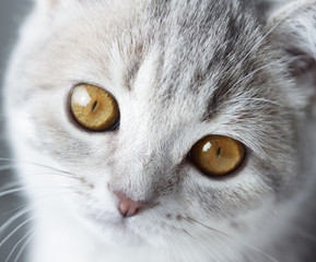 Kitten Scottish Straight. close-up