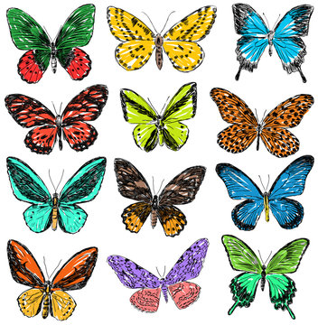 multicolored butterflies