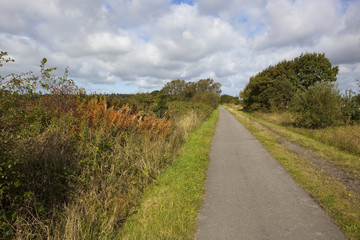 Fototapeta na wymiar cycle track in autumn