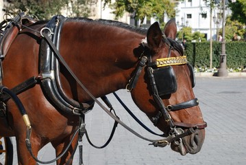 Obraz premium Horse with bridle, Seville, Spain © Arena Photo UK