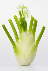 Fenchel 033