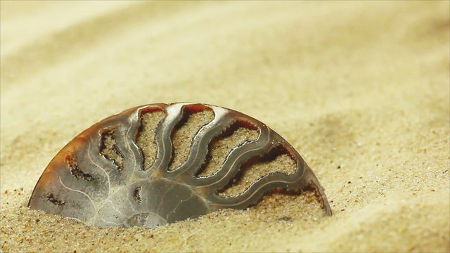 Fossil under sand
