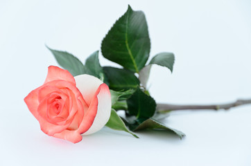 Fototapeta premium Rose