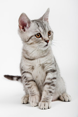 gray british kitten
