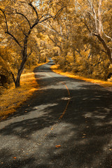 Curve road in Beautiful autumn park