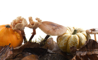 champignons feuilles morte et coloquintes automne