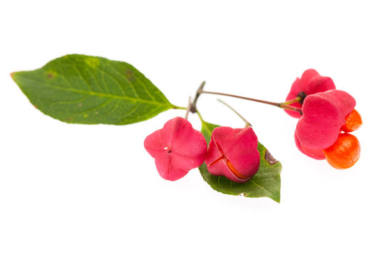 Pfaffenhütchen (Euonymus europaeus) Blätter, Blüte und Kern a