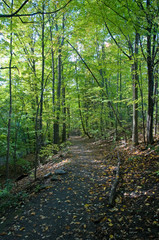 path in forest