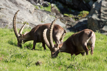 stambecchi maschi (capra ibex)