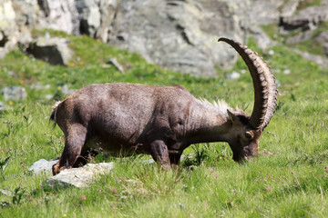 stambecco maschio (capra ibex)