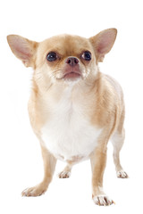 fat chihuahua