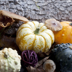 fruits de saison automne sous-bois