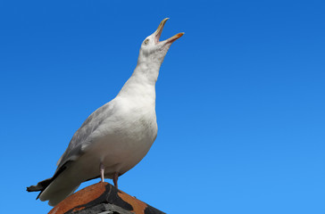 Squawking seagull on rooftop beak wide open.