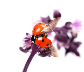 Ready to fly. Close-up of ladybug on colorful leaves, isolated