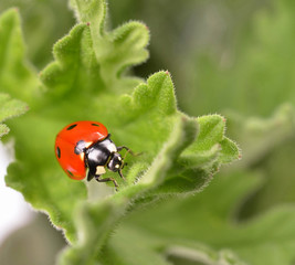 ladybug on  green leaf