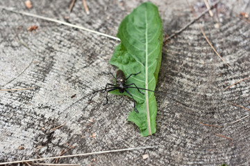 Bug