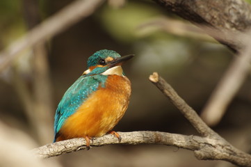 Martin-pêcheur, Alcedo atthis