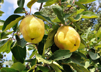 Two quinces