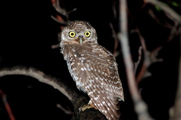 Little Owl
