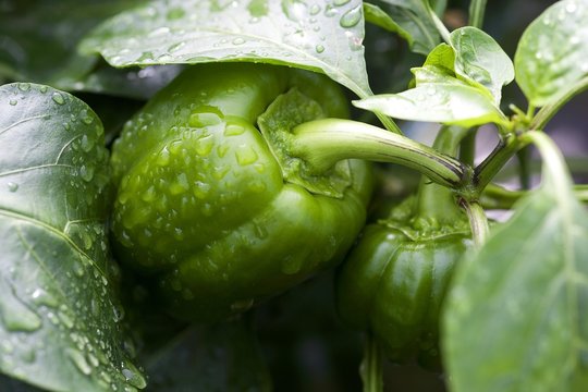 Green bell pepper and leaves covered with water drops