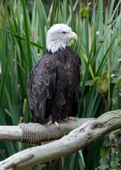 bald eagle