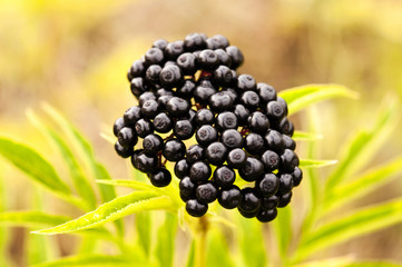 black berry