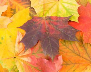 Maple leaves background