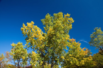Yellow trees in fall