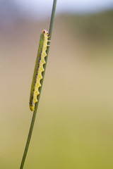 Sawfly larva  (Dolerus ferrugatus )
