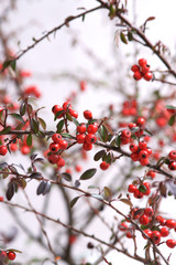 Cotoneaster Ursynów, Isolated on white © 7monarda