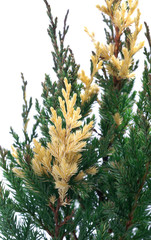 Juniperus chin. Variegata - obrazy, fototapety, plakaty