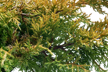 Juniperus chinensis Plumosa Aurea - obrazy, fototapety, plakaty