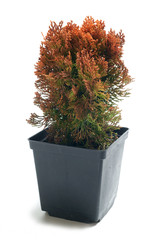 Thuja Platycladus orient. Morgan in a pot, Isolated on white - obrazy, fototapety, plakaty
