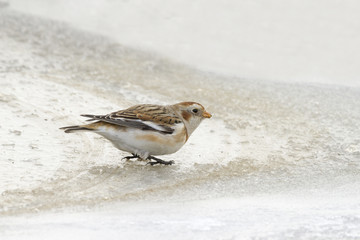 Snow bunting (plectrophenax nivalis)